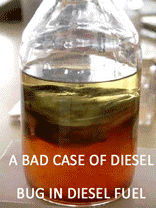 Diesel Bug in fuel
